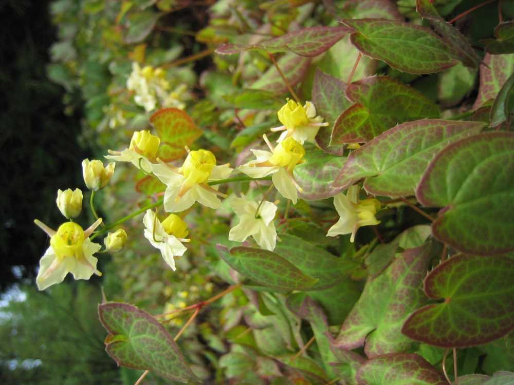 Epimedium grandiflorum 'Lilafee' (Großblütige Elfenblume)